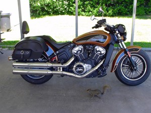 Picture of a 2022 Indian Scout ABS