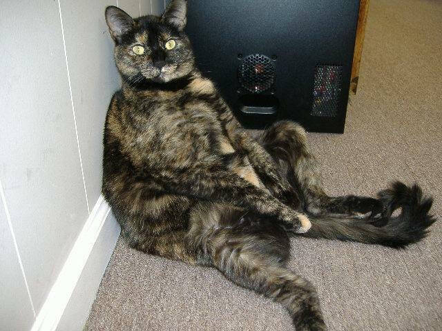 2009 Aamber Felion Calico El Scratchus Calico & Stripes - 0