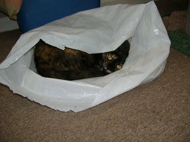 2009 Aamber Felion Calico El Scratchus Calico & Stripes - 9