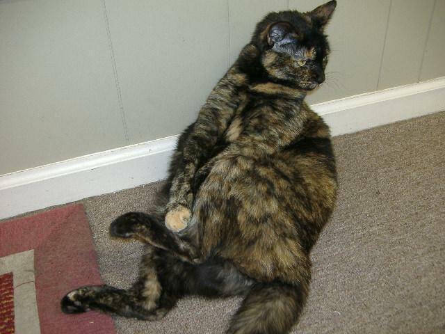 2009 Aamber Felion Calico El Scratchus Calico & Stripes - 10