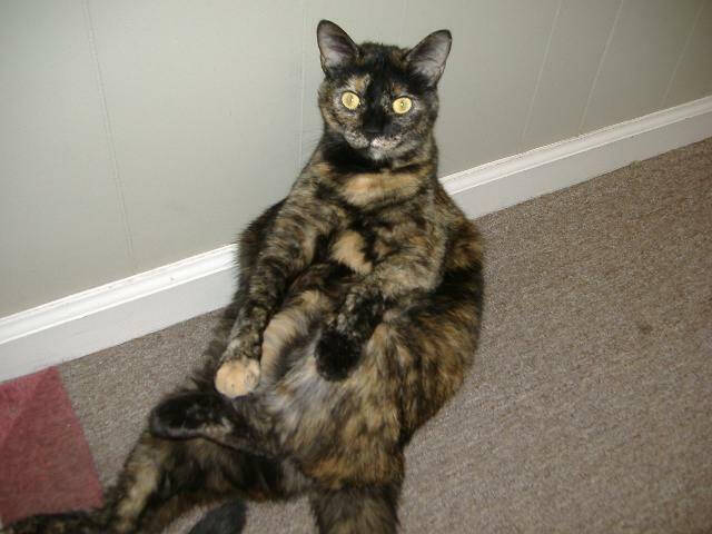 2009 Aamber Felion Calico El Scratchus Calico & Stripes - 3
