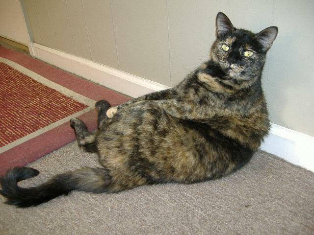 2009 Aamber Felion Calico El Scratchus Calico & Stripes - 4