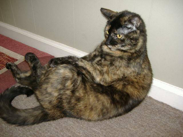2009 Aamber Felion Calico El Scratchus Calico & Stripes - 5
