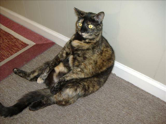 2009 Aamber Felion Calico El Scratchus Calico & Stripes - 6